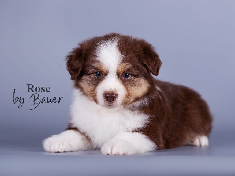 Rose by Bauer