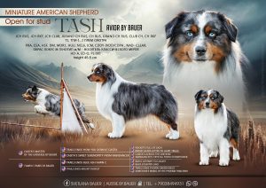 AVIOR by Bauer ~ ТАШ, Мини-американская овчарка, фото 13 — питомник by Bauer