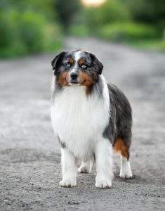 AVIOR by Bauer ~ ТАШ, Мини-американская овчарка, фото 8 — питомник by Bauer