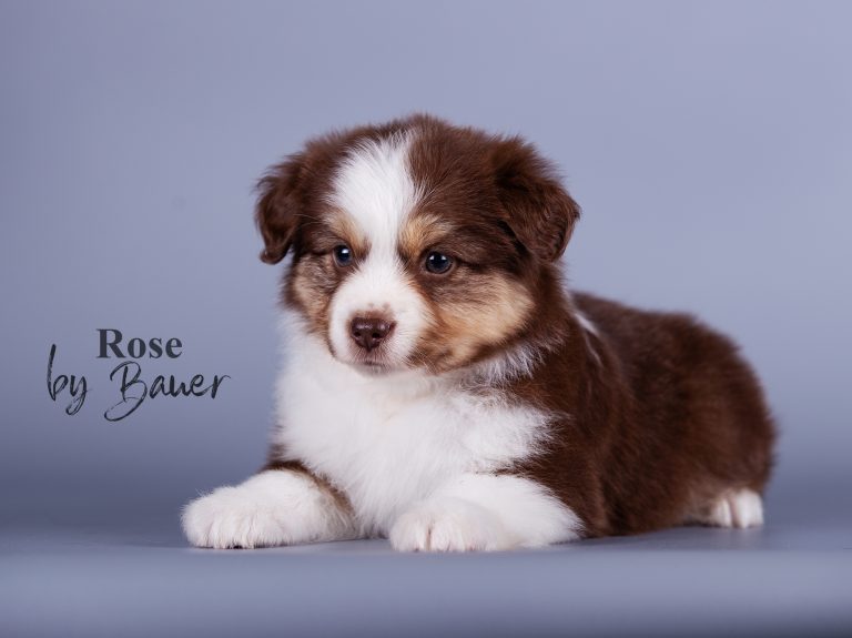 Rose by Bauer