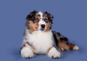 Wealth by Bauer ~ ВЕЛСИ, Мини-американская овчарка, фото 16 — питомник by Bauer