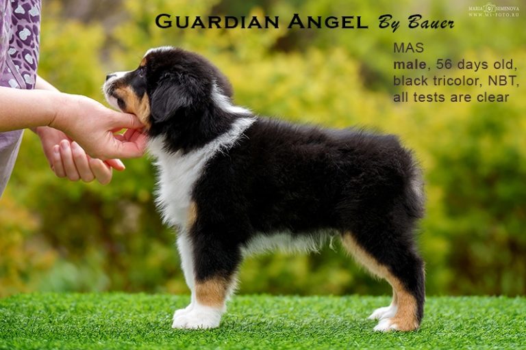 Guardin Angel by Bauer