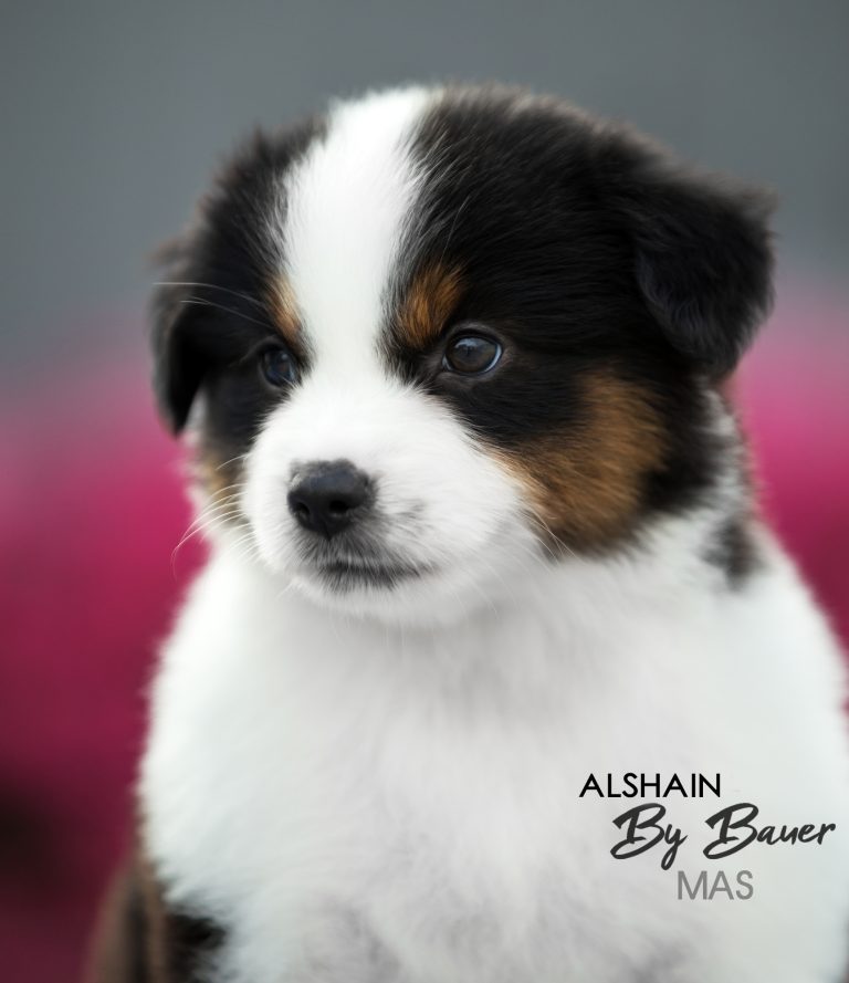 Alshain by Bauer ~ АЛЯ