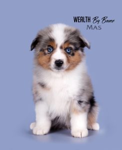 Wealth by Bauer ~ ВЕЛСИ, Мини-американская овчарка, фото 19 — питомник by Bauer