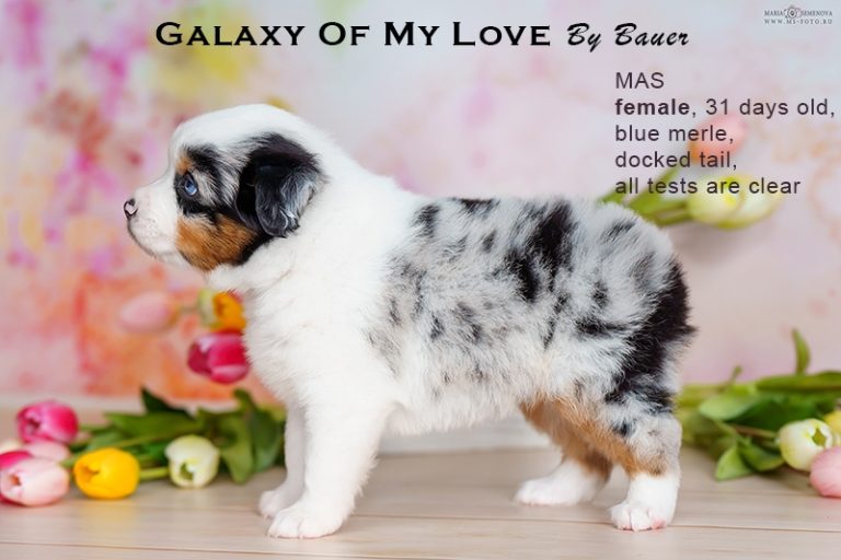 Galaxy of My Love by Bauer