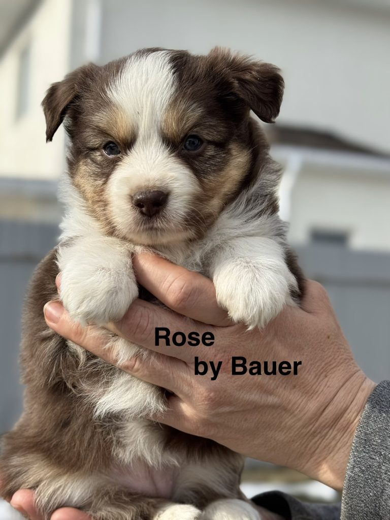 Rose by Bauer