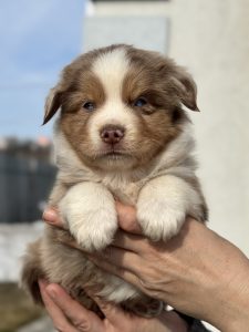 Щенок Real by Bauer, Мини-американская овчарка, окрас красный триколор