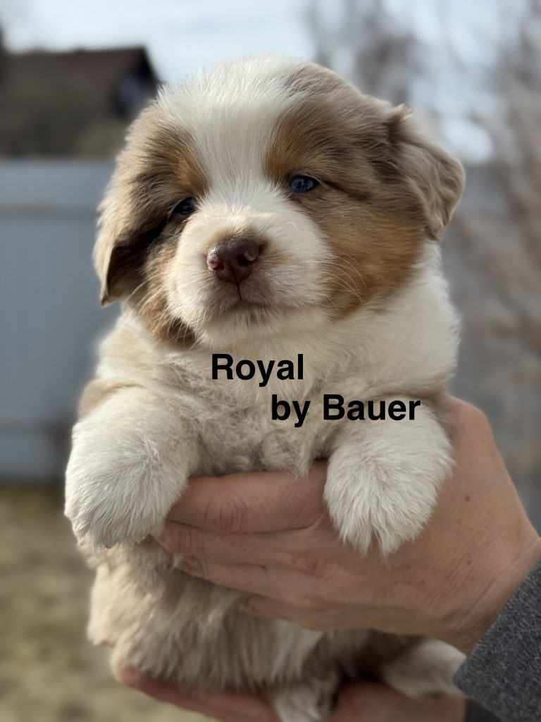 Royal by Bauer