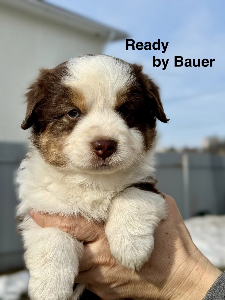Ready by Bauer