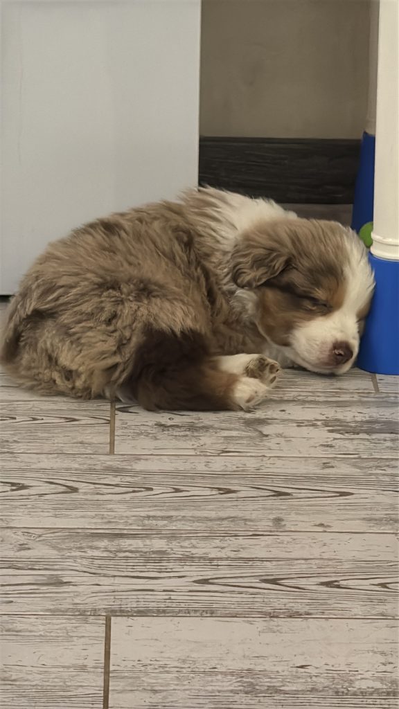 MAS Aussie kennel: bloodlines, support, and transparent paperwork for families