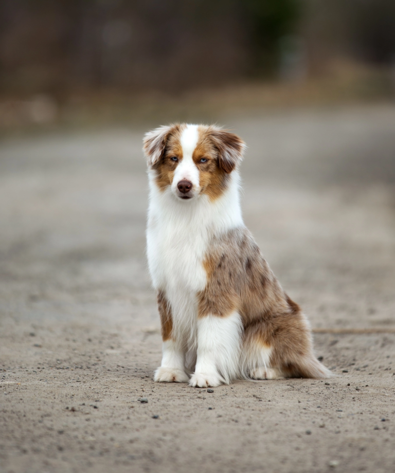 Мама — Blue Elks Nirvana by Bauer