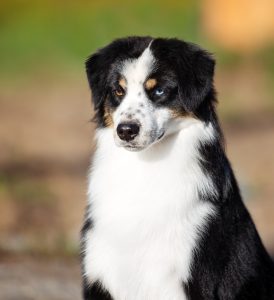 Born to Win by Bauer ~ БЬЁРН, Мини-американская овчарка, фото 14 — питомник by Bauer