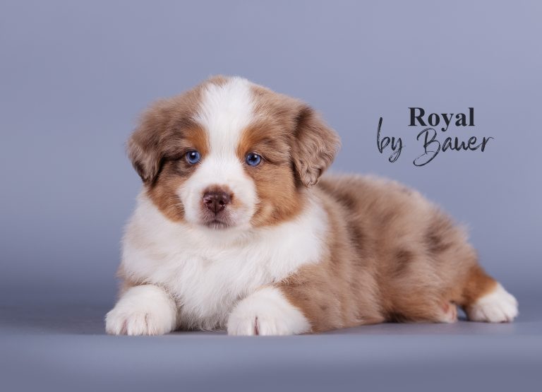 Royal by Bauer