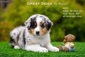 Great Skies by Bauer (НБТ) ~ ПОНЧИК, Мини-американская овчарка, фото 5 — питомник by Bauer