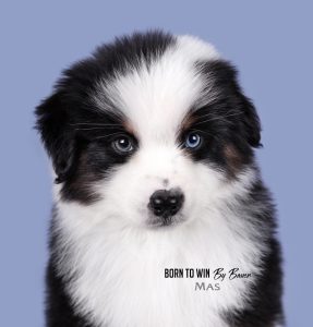 Born to Win by Bauer ~ БЬЁРН, Мини-американская овчарка, фото 13 — питомник by Bauer