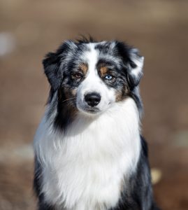 Wise by Bauer ~ ВАЙС, Мини-американская овчарка, фото 16 — питомник by Bauer