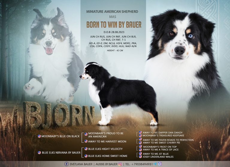 Папа — Born to Win by Bauer ~ БЬЁРН