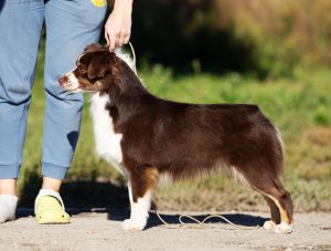 Worthy by Bauer ~ АЙСА, Мини-американская овчарка, фото 5 — питомник by Bauer