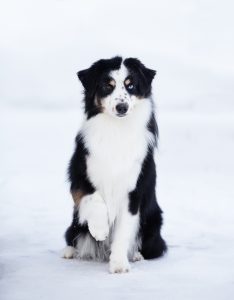 Born to Win by Bauer ~ БЬЁРН, Мини-американская овчарка, фото 19 — питомник by Bauer