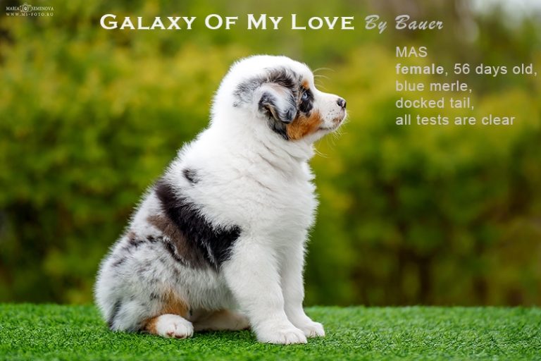 Galaxy of My Love by Bauer