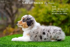 Great Skies by Bauer (НБТ) ~ ПОНЧИК, Мини-американская овчарка, фото 11 — питомник by Bauer