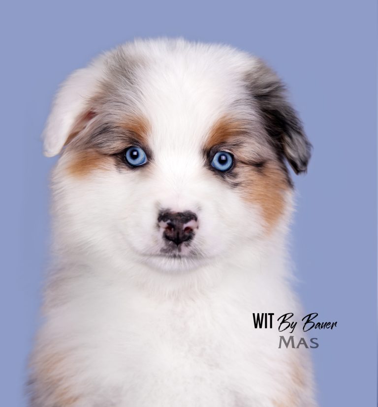 Wit by Bauer