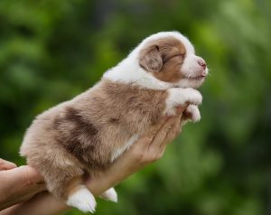 Benefits by Bauer ~ БЕНЯ, Мини-американская овчарка, фото 8 — питомник by Bauer