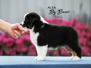 Alya by Bauer ~ МАСЯ, Мини-американская овчарка, фото 9 — питомник by Bauer