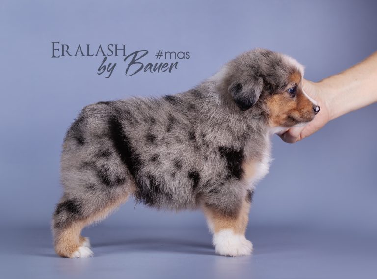 Eralash by Bauer ~ ЭРНИ