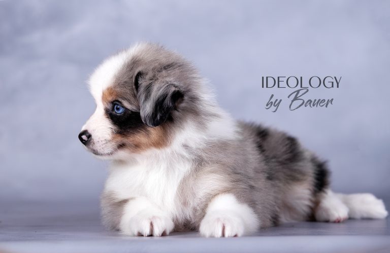 Ideology by Bauer ~