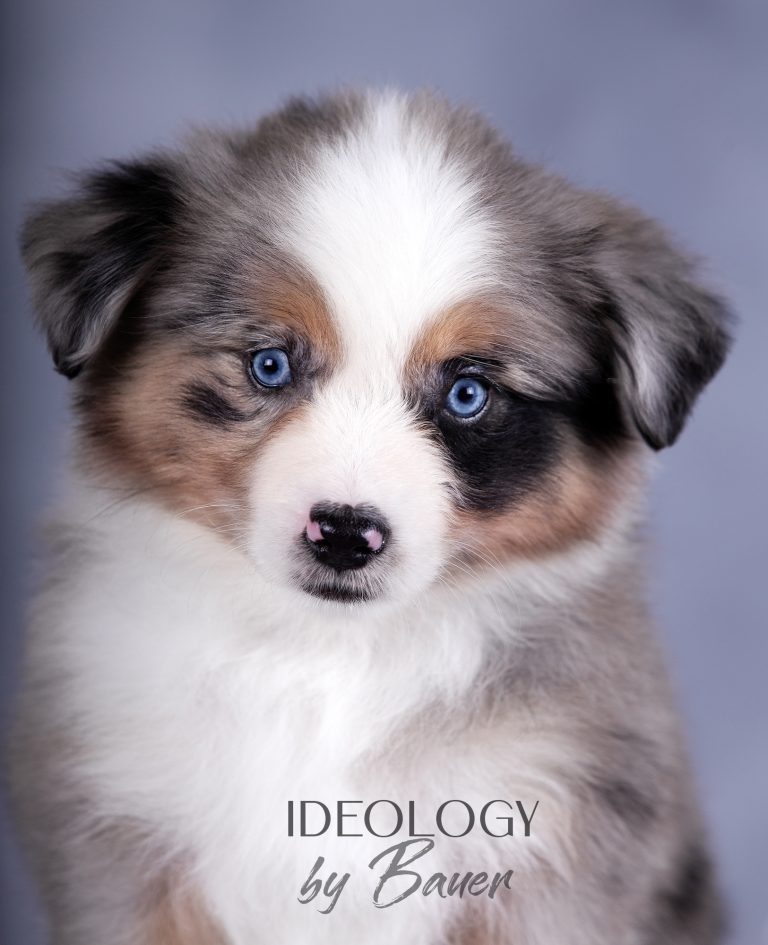 Ideology by Bauer ~