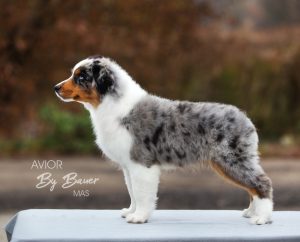 AVIOR by Bauer ~ ТАШ, Мини-американская овчарка, фото 36 — питомник by Bauer