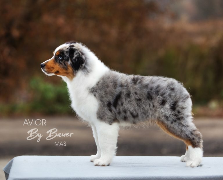 Avior by Bauer
