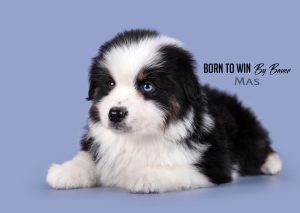 Born to Win by Bauer ~ БЬЁРН, Мини-американская овчарка, фото 18 — питомник by Bauer