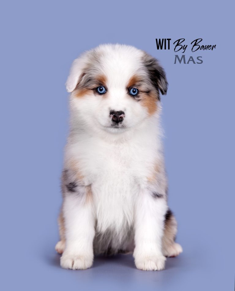 Wit by Bauer