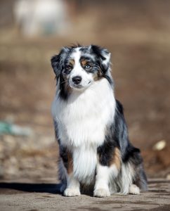 Wise by Bauer ~ ВАЙС, Мини-американская овчарка, фото 2 — питомник by Bauer