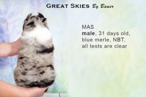 Great Skies by Bauer (НБТ) ~ ПОНЧИК, Мини-американская овчарка, фото 8 — питомник by Bauer