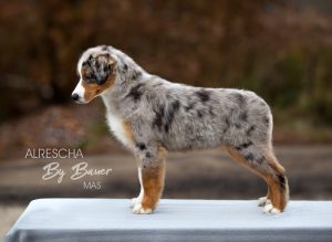 Alresha by Bauer ~ ТАЙРА, Мини-американская овчарка, фото 5 — питомник by Bauer
