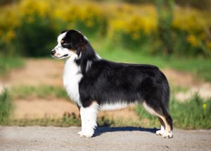 Born to Win by Bauer ~ БЬЁРН, Мини-американская овчарка, фото 24 — питомник by Bauer