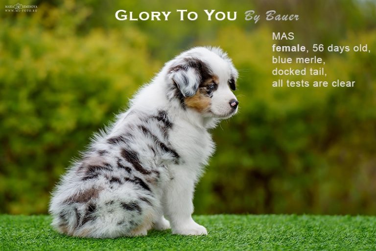 Glory to You by Bauer
