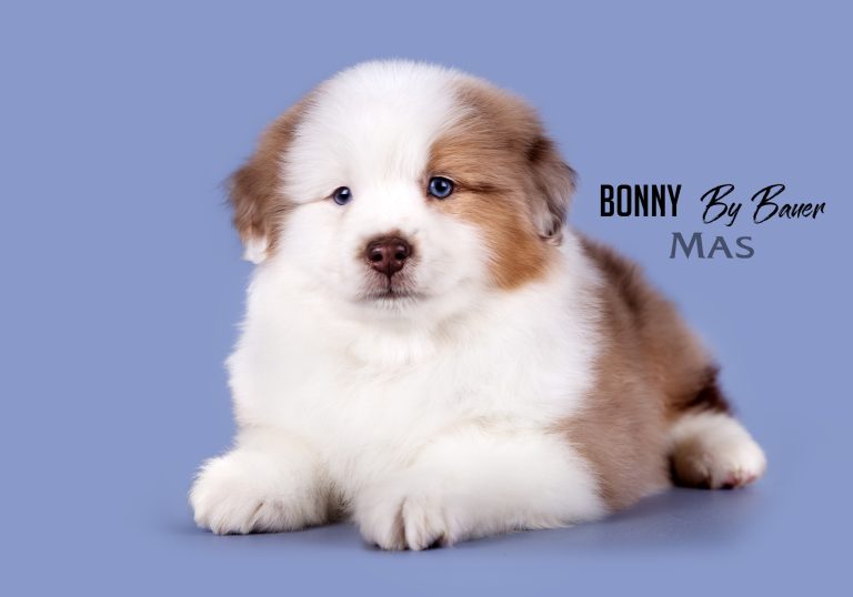 Bonny by Bauer ~
