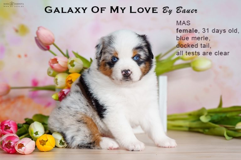 Galaxy of My Love by Bauer