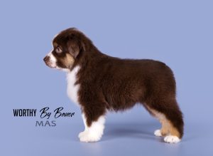 Worthy by Bauer ~ АЙСА, Мини-американская овчарка, фото 6 — питомник by Bauer