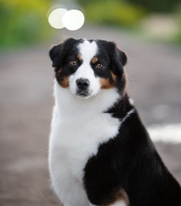 ALSEPHINA by Bauer ~ МАСЯ, Мини-американская овчарка, фото 16 — питомник by Bauer