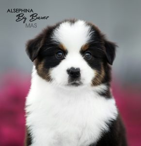 ALSEPHINA by Bauer ~ МАСЯ, Мини-американская овчарка, фото 18 — питомник by Bauer