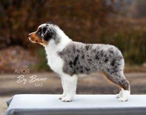 AVIOR by Bauer ~ ТАШ, Мини-американская овчарка, фото 37 — питомник by Bauer