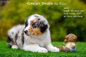 Great Skies by Bauer (НБТ) ~ ПОНЧИК, Мини-американская овчарка, фото 7 — питомник by Bauer