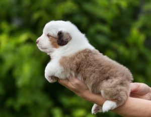 Benefits by Bauer ~ БЕНЯ, Мини-американская овчарка, фото 9 — питомник by Bauer