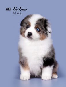 Wise by Bauer ~ ВАЙС, Мини-американская овчарка, фото 5 — питомник by Bauer