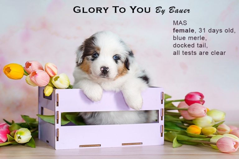 Glory to You by Bauer